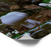 Wild Fresh MUSHROOM Fungi : exotische fotografie Poster (Hoek)