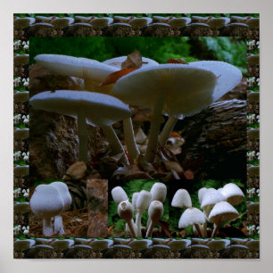 Wild Fresh MUSHROOM Fungi : exotische fotografie Poster