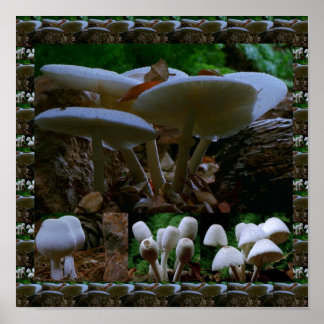 Wild Fresh MUSHROOM Fungi : exotische fotografie Poster