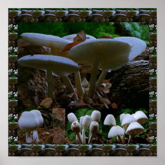 Wild Fresh MUSHROOM Fungi : exotische fotografie Poster (Voorkant)