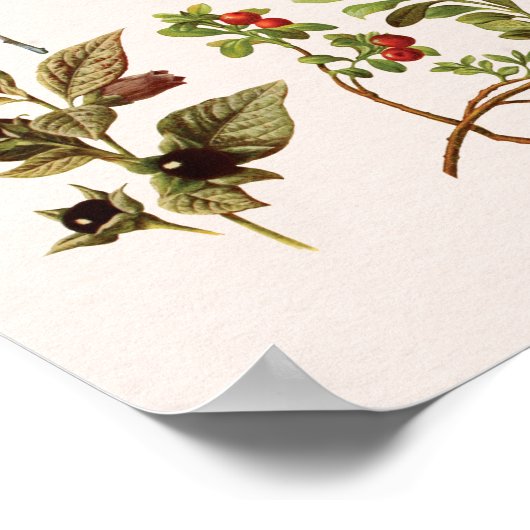  Wild Fruit Chart Wall Art Poster (Hoek)