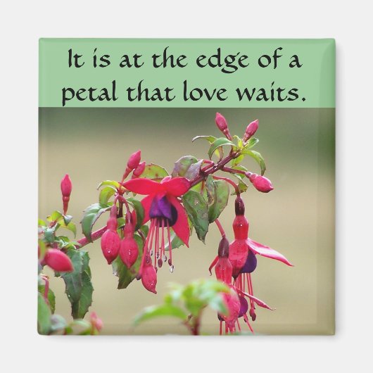 Wild Fuchsias Magneet (Voorkant)