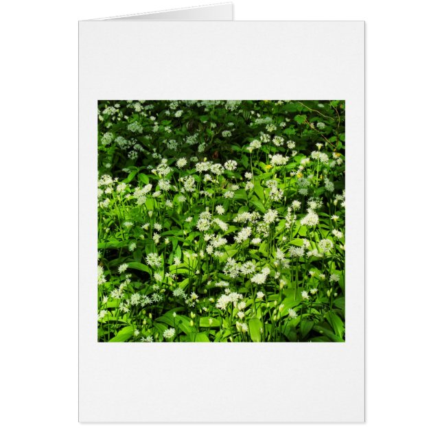 Wild Garlic (Voorkant)