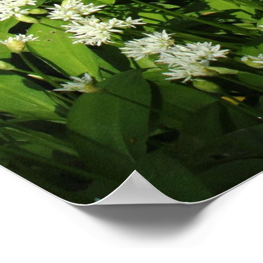 Wild Garlic Poster (Hoek)