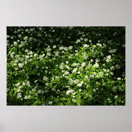 Wild Garlic Poster (Voorkant)