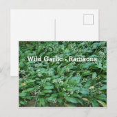 Wild Garlic - Ramsons Briefkaart (Voorkant / Achterkant)