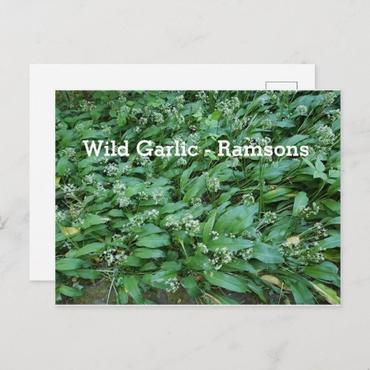 Wild Garlic - Ramsons Briefkaart (Voorkant / Achterkant)