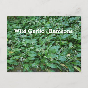 Wild Garlic - Ramsons Briefkaart
