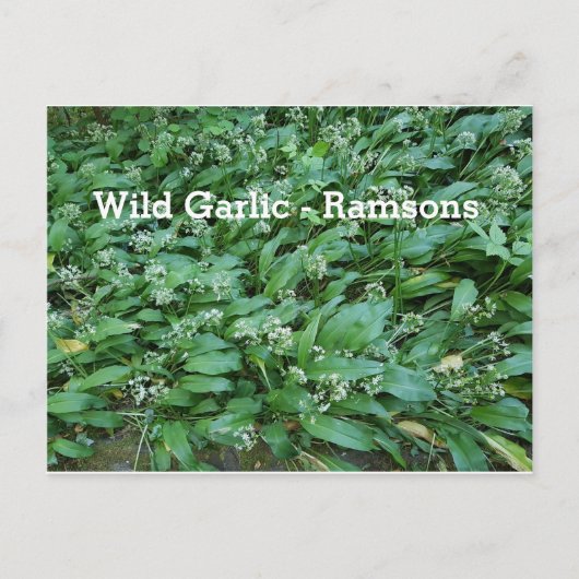 Wild Garlic - Ramsons Briefkaart (Voorkant)