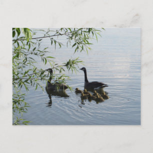 Wild Geese Briefkaart