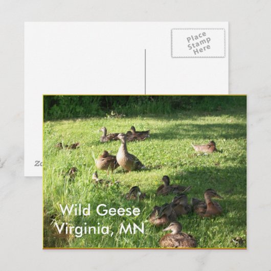 Wild Geese Briefkaart (Voorkant / Achterkant)