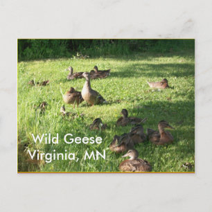 Wild Geese Briefkaart