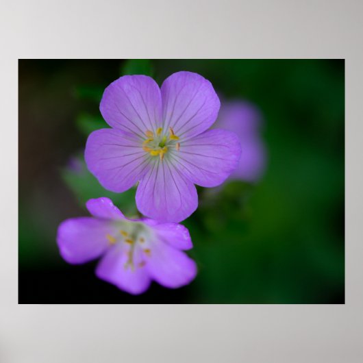 Wild Geranium Poster (Voorkant)