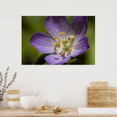 Wild Geranium Poster (Keuken)