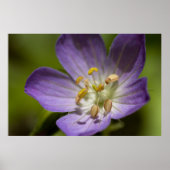 Wild Geranium Poster (Voorkant)