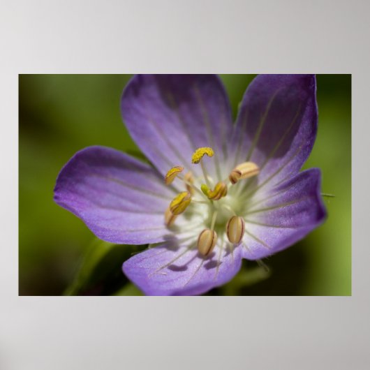 Wild Geranium Poster (Voorkant)