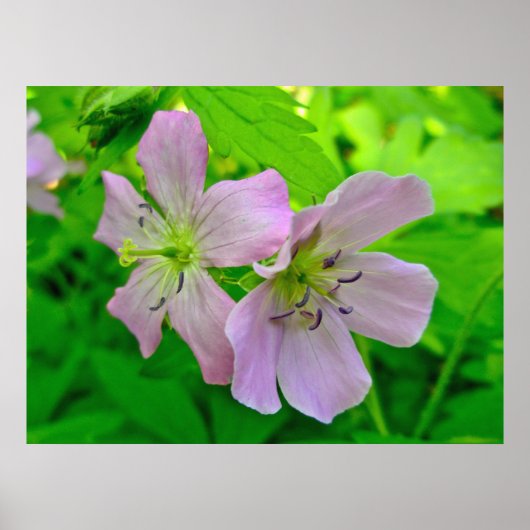 Wild Geranium reeks overeenkomende items Poster (Voorkant)
