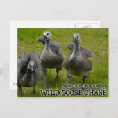 Wild Goose Chase Briefkaart (Voorkant / Achterkant)