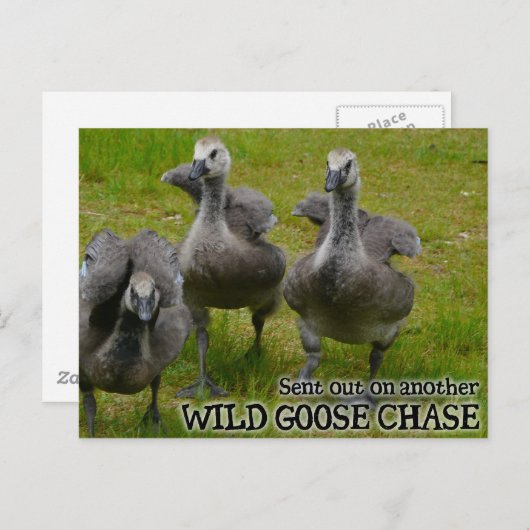Wild Goose Chase Briefkaart (Voorkant / Achterkant)