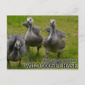 Wild Goose Chase Briefkaart (Voorkant)