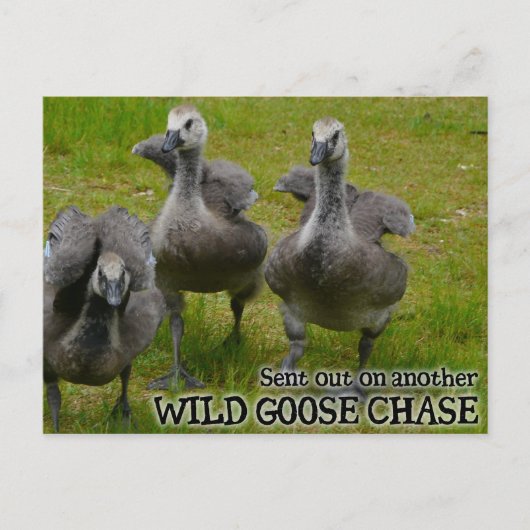 Wild Goose Chase Briefkaart (Voorkant)