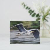 Wild Gray Heron Bird in Flight Foto Briefkaart (Staand voorkant)