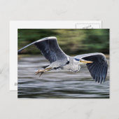Wild Gray Heron Bird in Flight Foto Briefkaart (Voorkant / Achterkant)