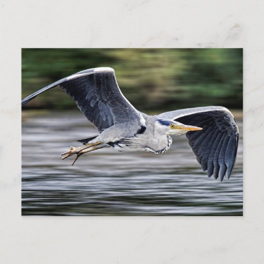 Wild Gray Heron Bird in Flight Foto Briefkaart (Voorkant)
