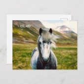 Wild Gray Horse Briefkaart (Voorkant / Achterkant)