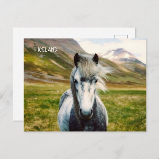 Wild Gray Horse Briefkaart (Voorkant / Achterkant)