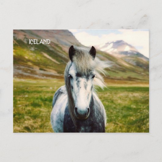 Wild Gray Horse Briefkaart (Voorkant)