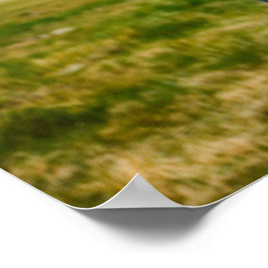 Wild Gray Horse Poster (Hoek)