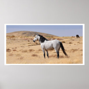 Wild Gray Horse, Utah Poster