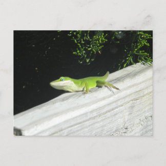 Wild Green Gecko Briefkaart