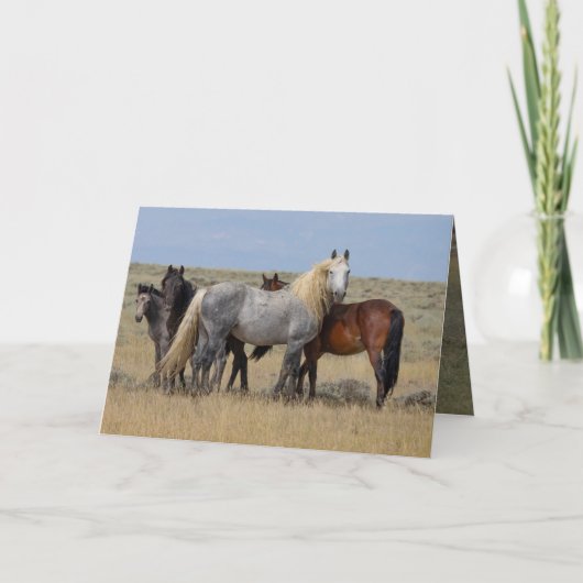Wild Grey hengst beschermt zijn merries Kaart (Voorkant)