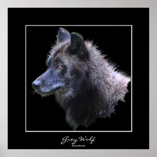 Wild Grey Wolf Wildlife Art Poster