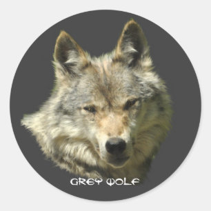 WILD GREY WOLF Wildlife Stickers