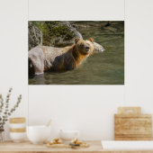 Wild Grizzly Beer in de Orford Poster (Keuken)