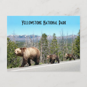 Wild Grizzly Beer Mama en Cubs in Yellowstone Briefkaart