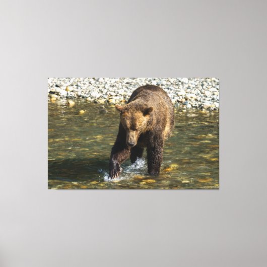 Wild Grizzly probeert zalm te vangen in de Toba in Canvas Afdruk (Voorkant)