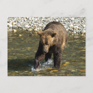 Wild Grizzly probeert zalm te vangen in de Toba in Feestdagenkaart