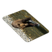 Wild Grizzly probeert zalm te vangen in de Toba in Magneet (Rechterzijde)