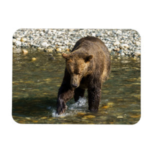 Wild Grizzly probeert zalm te vangen in de Toba in Magneet