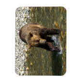 Wild Grizzly probeert zalm te vangen in de Toba in Magneet (Verticaal)