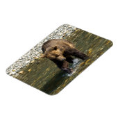 Wild Grizzly probeert zalm te vangen in de Toba in Magneet (Linkerzijde)