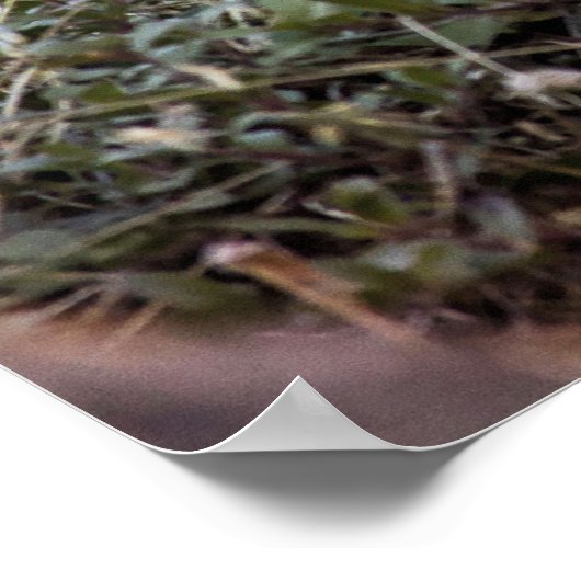 Wild Grouse Poster (Hoek)