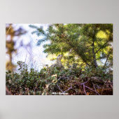 Wild Grouse Poster (Voorkant)