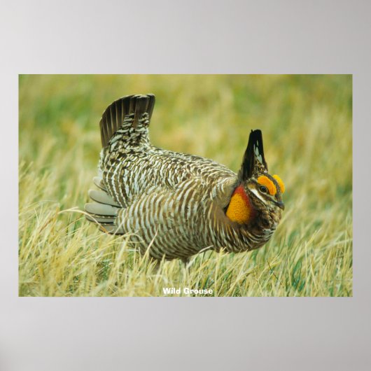 Wild Grouse Poster (Voorkant)