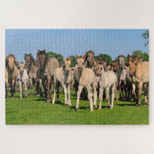 Wild Grullo Colored Dulmen Horses Cute Foals Game Legpuzzel
