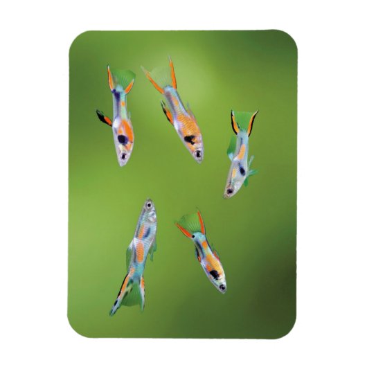 Wild Guppy Magneet (Verticaal)